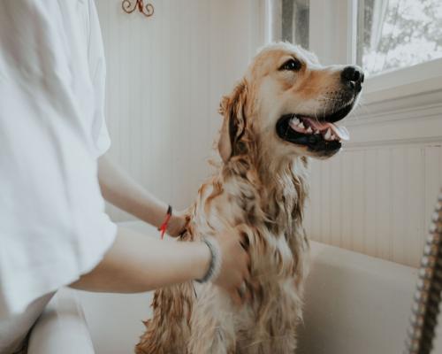 Buy Organic Pet Grooming Products